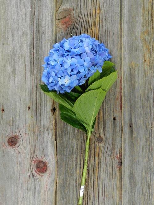 SHOCKING  BLUE HYDRANGEAS